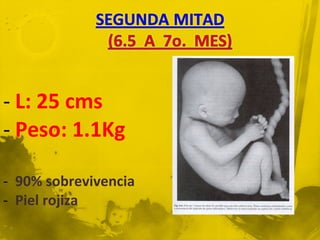 - L: 25 cms
- Peso: 1.1Kg

- 90% sobrevivencia
- Piel rojiza
 