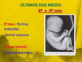 - 8°mes - formas
  redondas
 - Vernix caseosa

- 9°mes (parto):
  Cráneo> diámetro
 