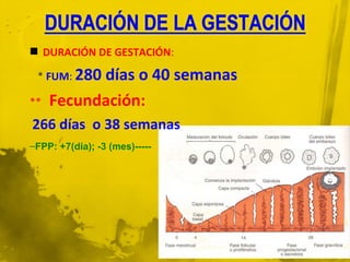  DURACIÓN DE GESTACIÓN:

 * FUM: 280días o 40 semanas
**   Fecundación:
266 días o 38 semanas
–FPP: +7(día); -3 (mes)-----
 