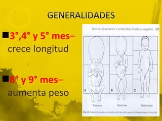 3°,4° y 5° mes–
 crece longitud

8° y 9° mes–
 aumenta peso
 