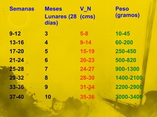 Semanas   Meses       V_N     Peso
          Lunares (28 (cms)   (gramos)
          días)
9-12      3          5-8      10-45
13-16     4          9-14     60-200
17-20     5          15-19    250-450
21-24     6          20-23    500-820
25-28     7          24-27    900-1300
29-32     8          28-30    1400-2100
33-36     9          31-34    2200-2900
37-40     10         35-36    3000-3400
 