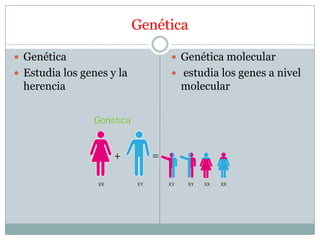 Genética
 Genética
 Estudia los genes y la
herencia
 Genética molecular
 estudia los genes a nivel
molecular
 