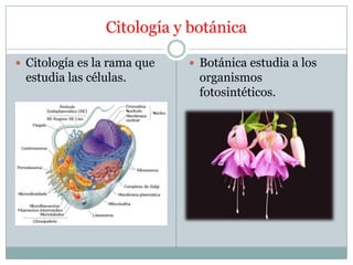 Citología y botánica
 Citología es la rama que
estudia las células.
 Botánica estudia a los
organismos
fotosintéticos.
 