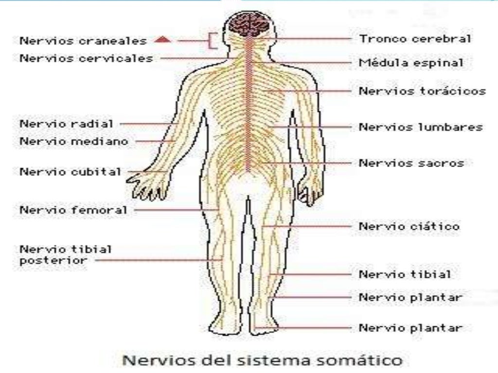 Divisiones del sistema nervioso periférico