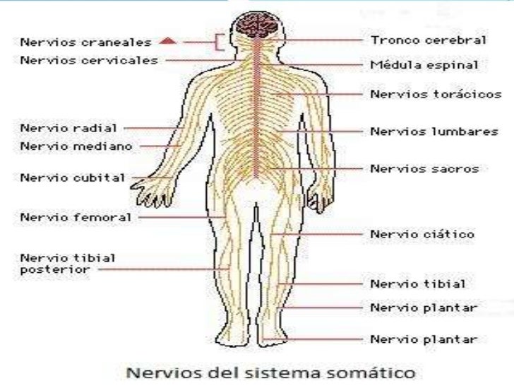 Divisiones del sistema nervioso periférico