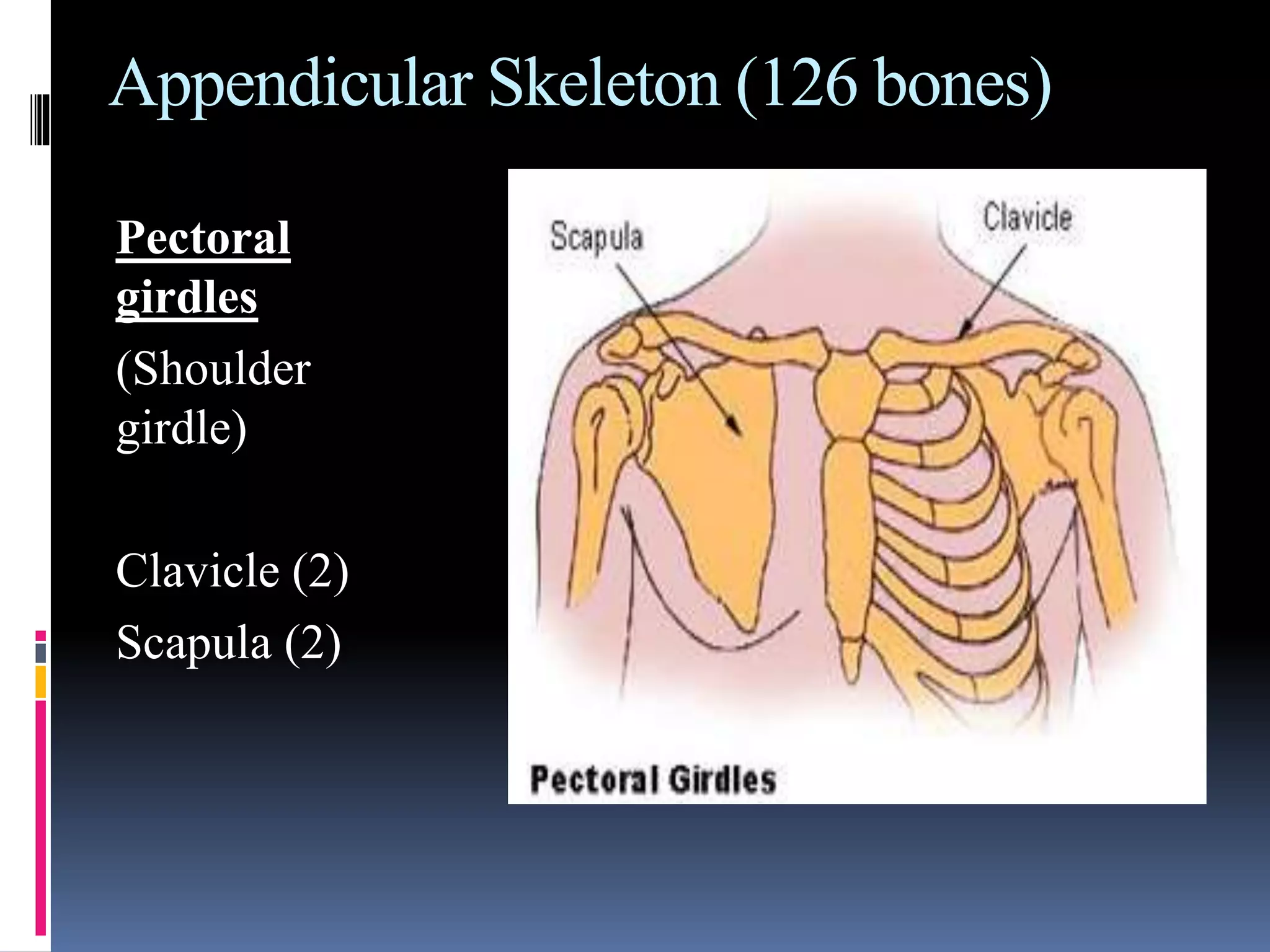 Appendicular Skeleton (126 bones)
Pectoral
girdles
(Shoulder
girdle)
Clavicle (2)
Scapula (2)
 