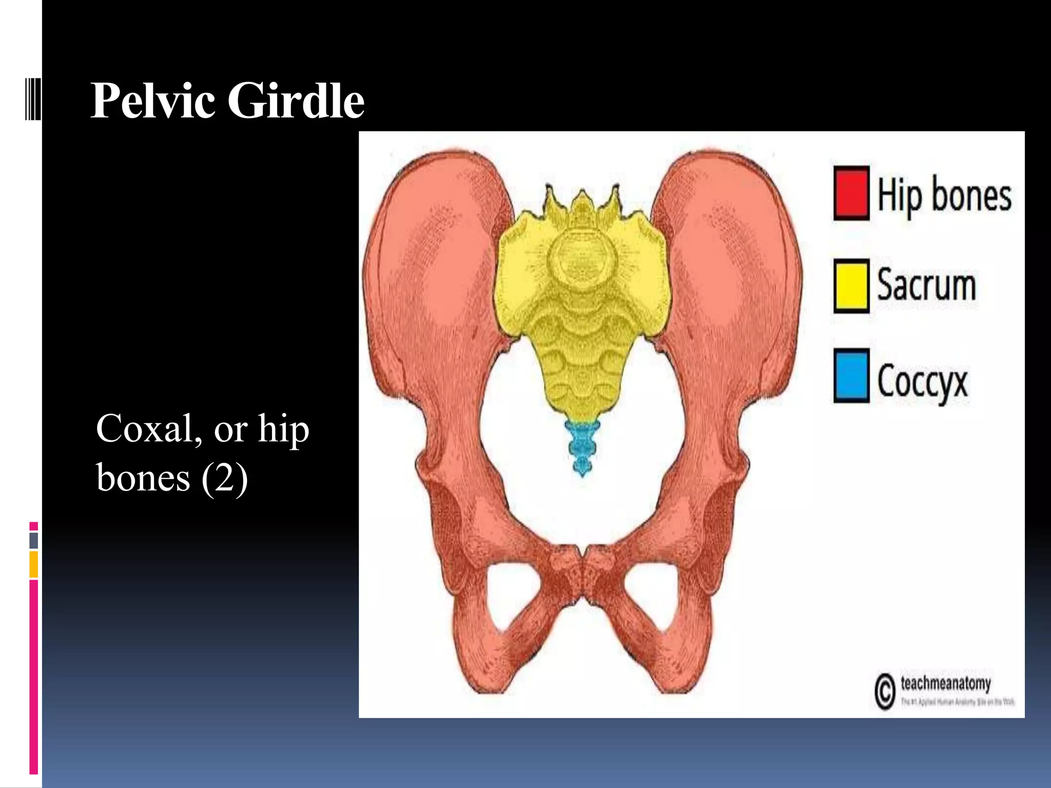 Pelvic Girdle
Coxal, or hip
bones (2)
 
