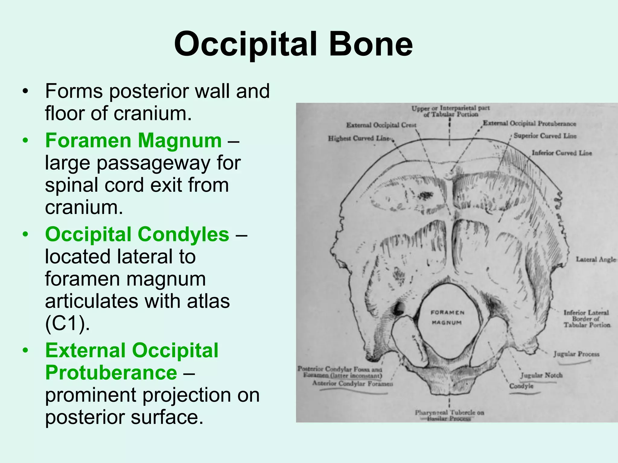 Occipital Bone
• Forms posterior wall and
floor of cranium.
• Foramen Magnum –
large passageway for
spinal cord exit from
cranium.
• Occipital Condyles –
located lateral to
foramen magnum
articulates with atlas
(C1).
• External Occipital
Protuberance –
prominent projection on
posterior surface.
 