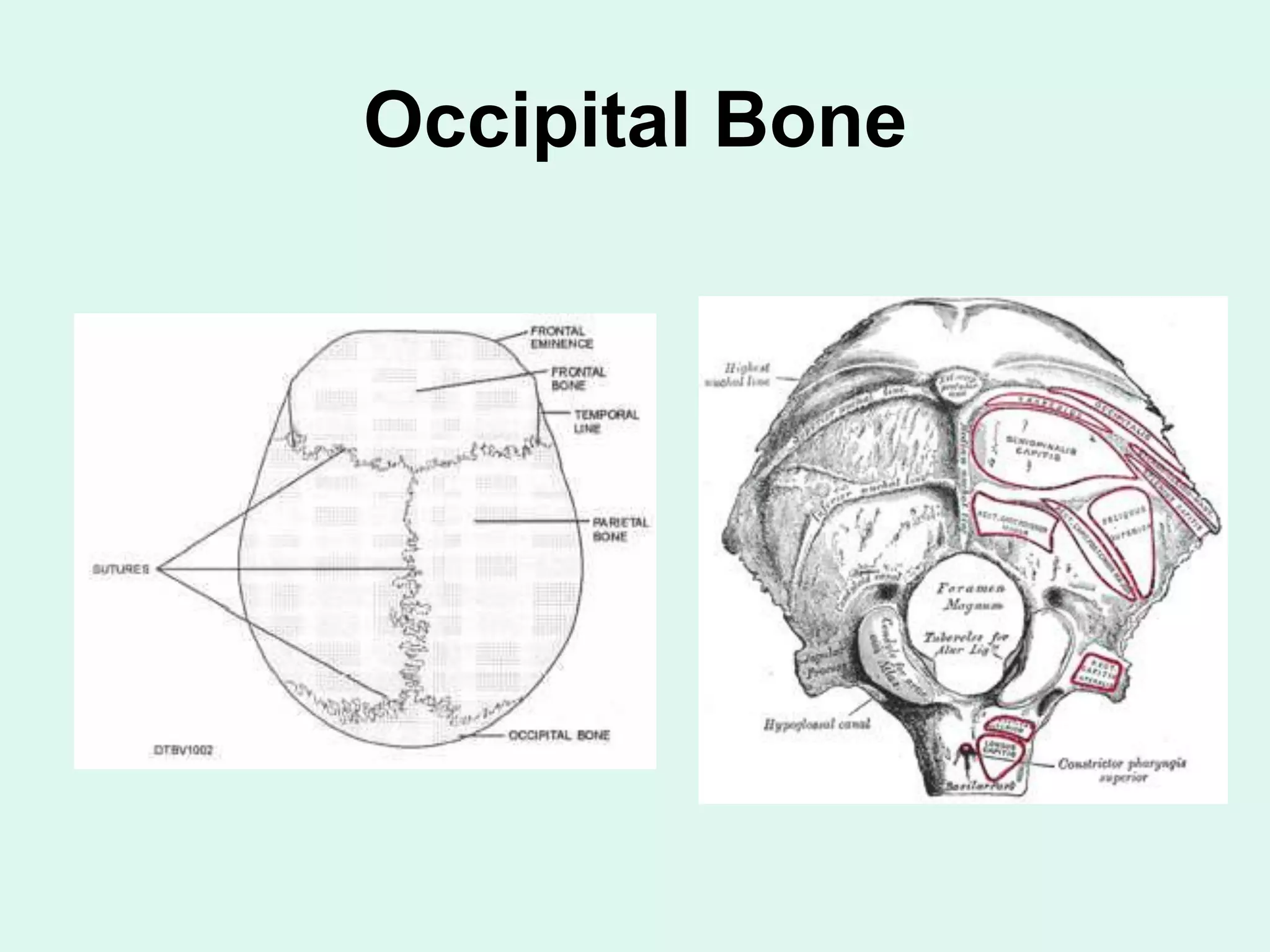 Occipital Bone
 