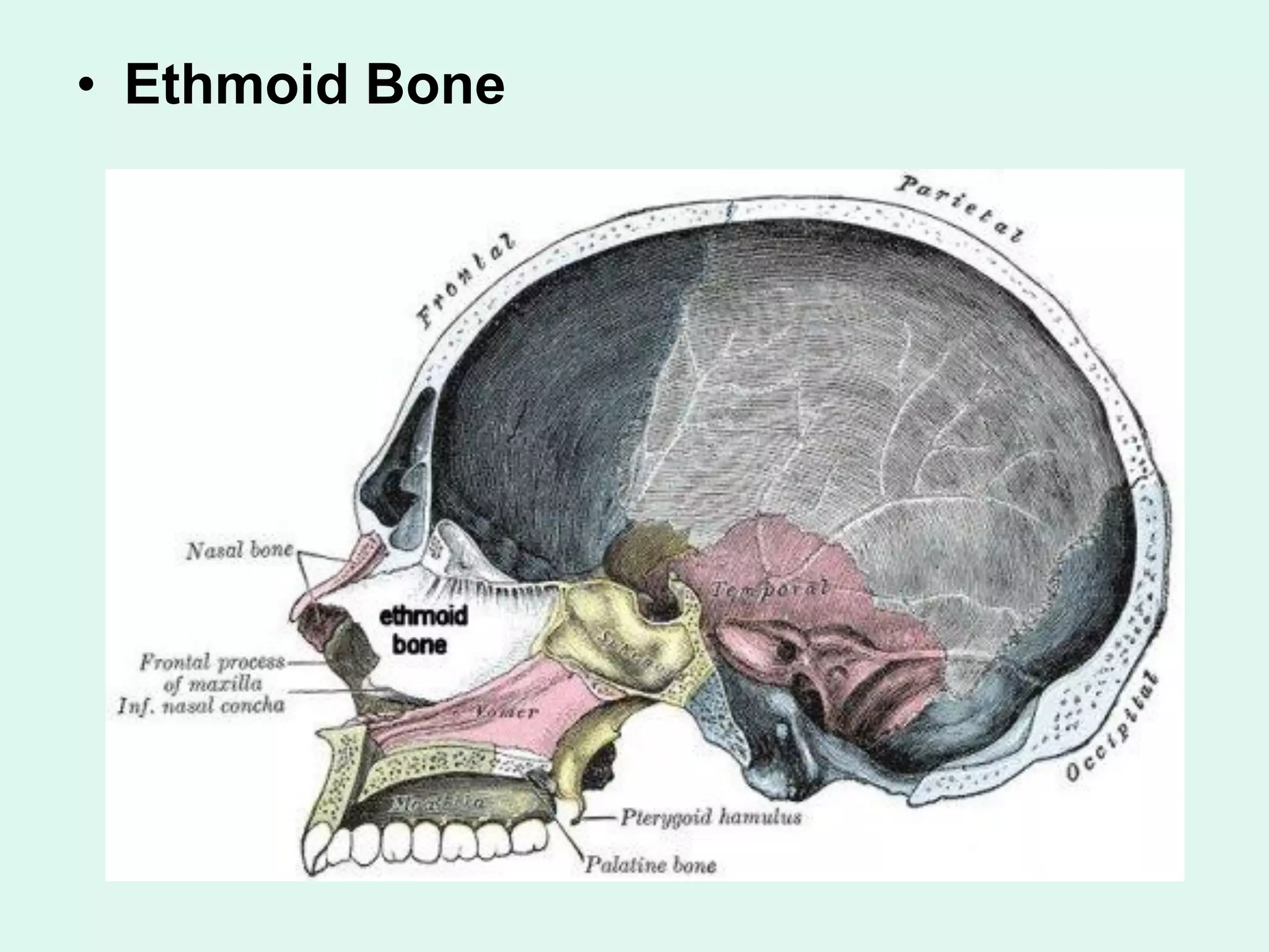• Ethmoid Bone
 