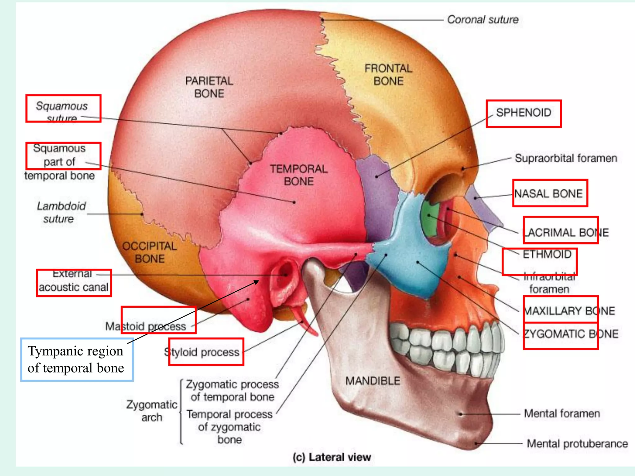 Tympanic region
of temporal bone
 
