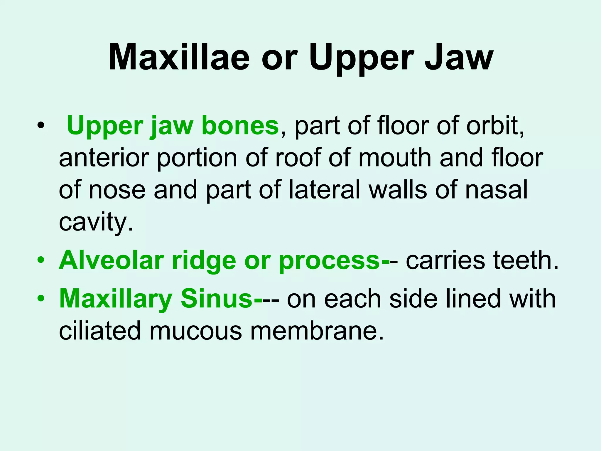 Maxillae or Upper Jaw
• Upper jaw bones, part of floor of orbit,
anterior portion of roof of mouth and floor
of nose and part of lateral walls of nasal
cavity.
• Alveolar ridge or process-- carries teeth.
• Maxillary Sinus--- on each side lined with
ciliated mucous membrane.
 