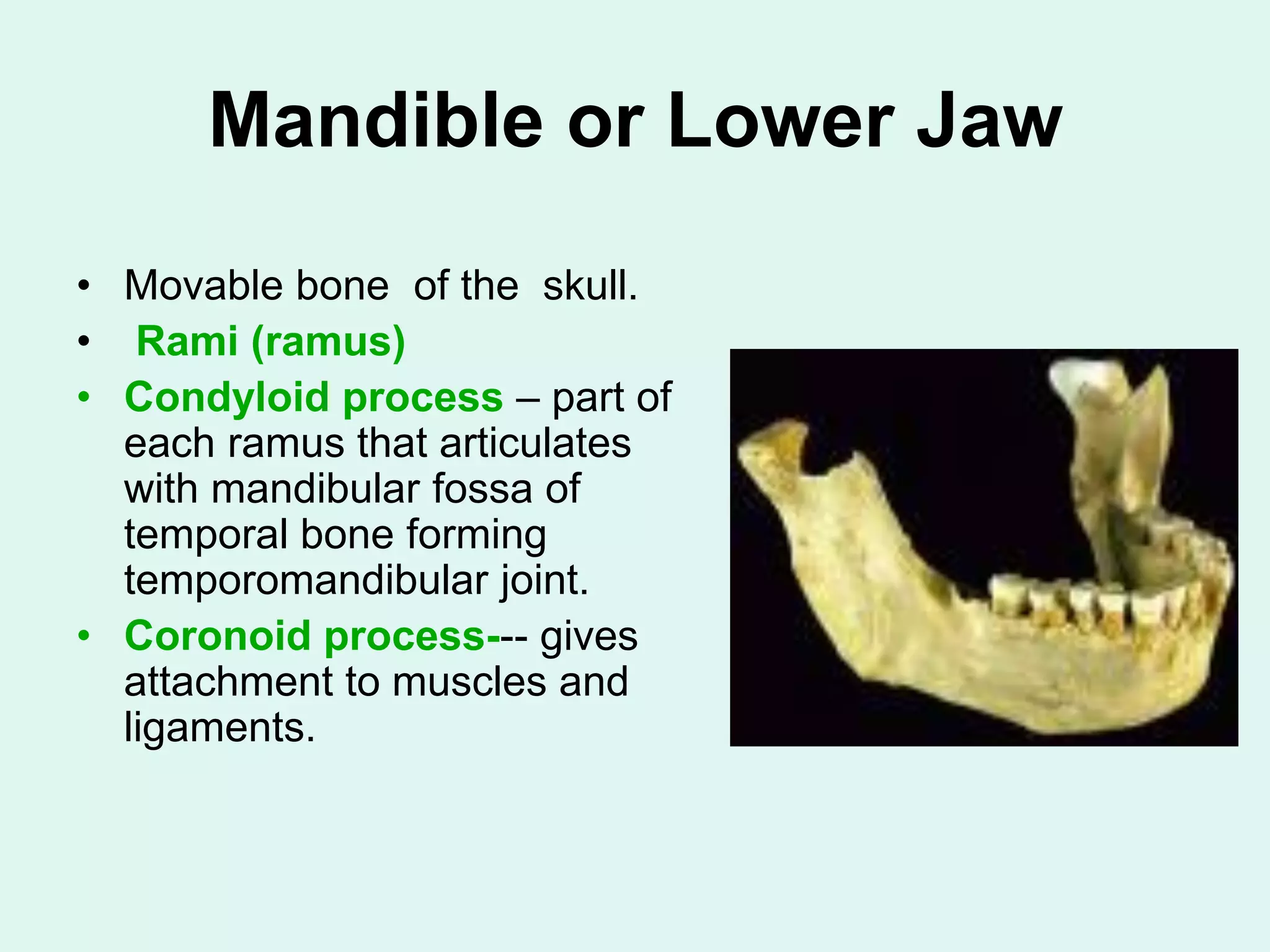 Mandible or Lower Jaw
• Movable bone of the skull.
• Rami (ramus)
• Condyloid process – part of
each ramus that articulates
with mandibular fossa of
temporal bone forming
temporomandibular joint.
• Coronoid process--- gives
attachment to muscles and
ligaments.
 
