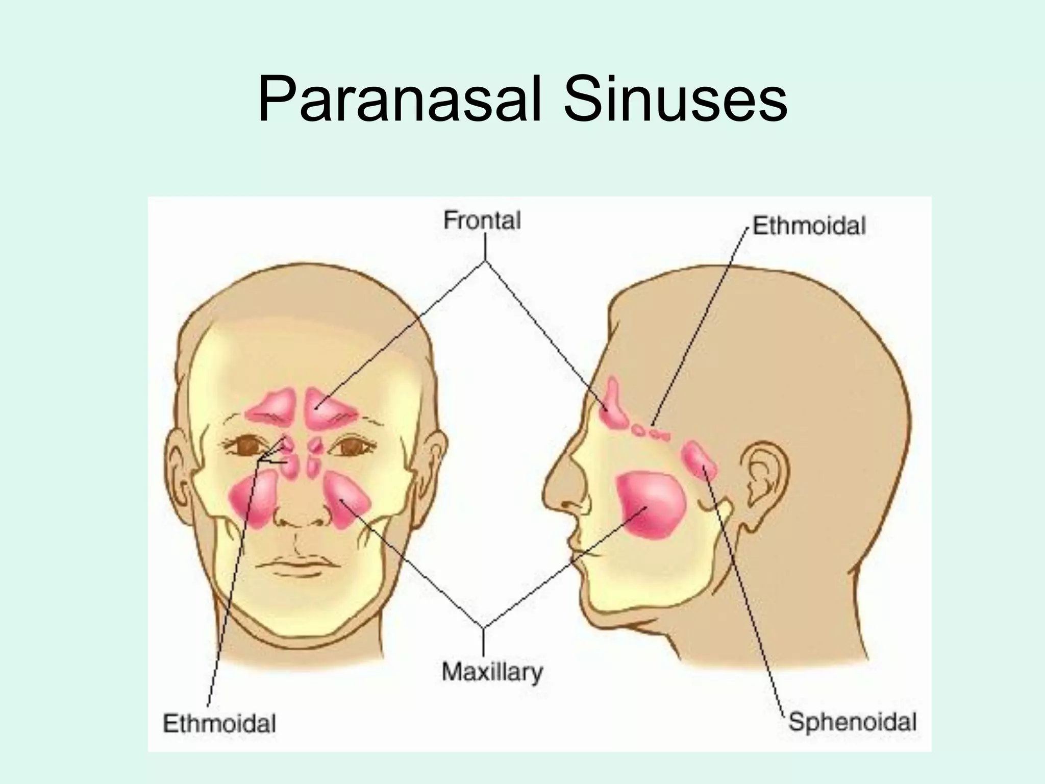 Paranasal Sinuses
 