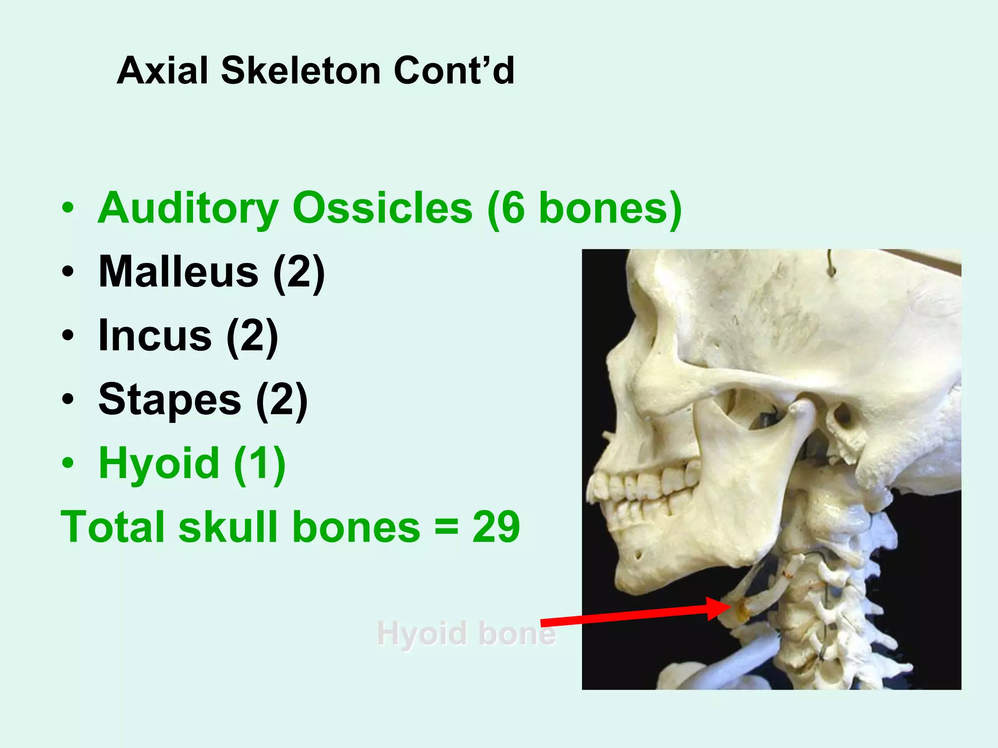 Axial Skeleton Cont’d
• Auditory Ossicles (6 bones)
• Malleus (2)
• Incus (2)
• Stapes (2)
• Hyoid (1)
Total skull bones = 29
Hyoid bone
 