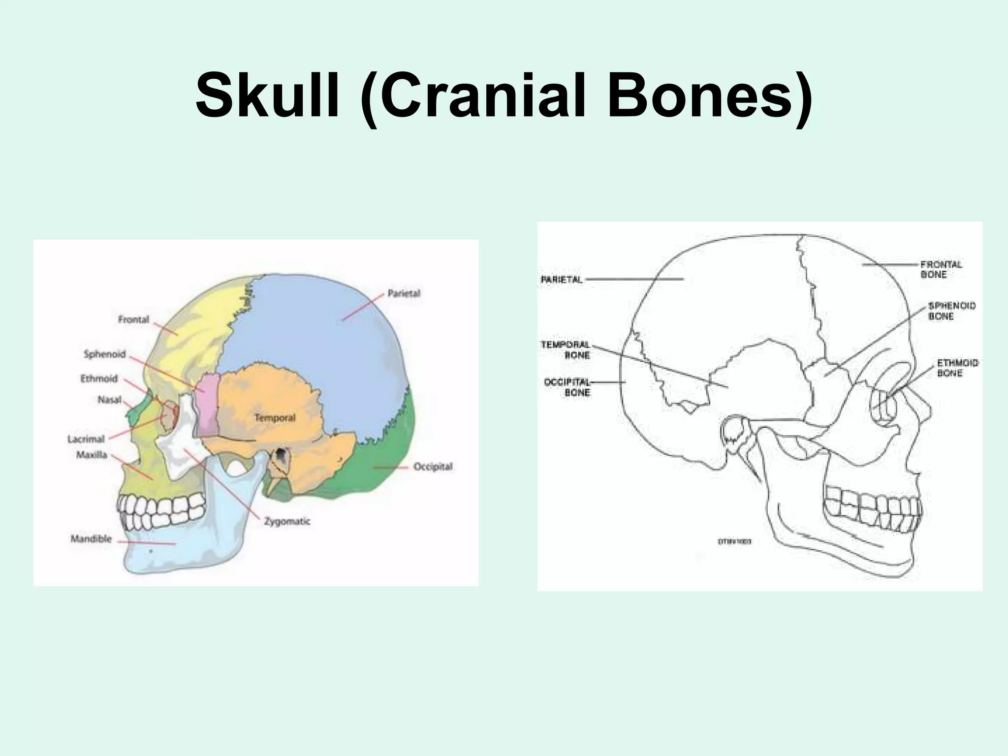 Skull (Cranial Bones)
 