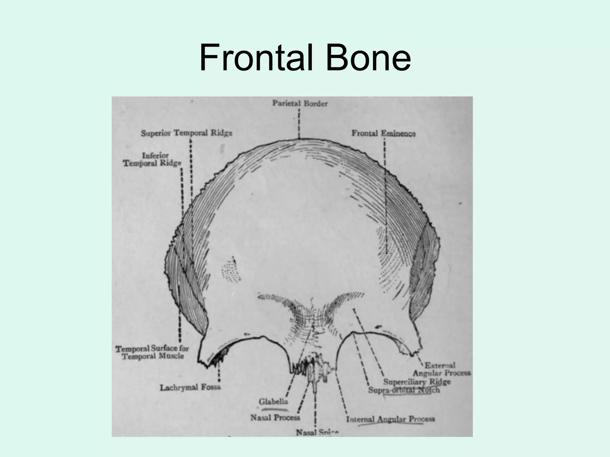 Frontal Bone
 