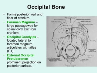 Occipital Bone
• Forms posterior wall and
floor of cranium.
• Foramen Magnum –
large passageway for
spinal cord exit from
cranium.
• Occipital Condyles –
located lateral to
foramen magnum
articulates with atlas
(C1).
• External Occipital
Protuberance –
prominent projection on
posterior surface.
 