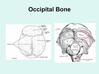 Occipital Bone
 