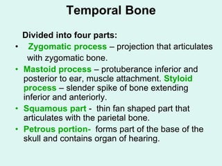 Temporal Bone
Divided into four parts:
• Zygomatic process – projection that articulates
with zygomatic bone.
• Mastoid process – protuberance inferior and
posterior to ear, muscle attachment. Styloid
process – slender spike of bone extending
inferior and anteriorly.
• Squamous part - thin fan shaped part that
articulates with the parietal bone.
• Petrous portion- forms part of the base of the
skull and contains organ of hearing.
 