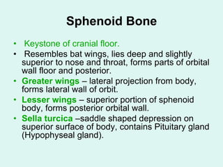 Sphenoid Bone
• Keystone of cranial floor.
• Resembles bat wings, lies deep and slightly
superior to nose and throat, forms parts of orbital
wall floor and posterior.
• Greater wings – lateral projection from body,
forms lateral wall of orbit.
• Lesser wings – superior portion of sphenoid
body, forms posterior orbital wall.
• Sella turcica –saddle shaped depression on
superior surface of body, contains Pituitary gland
(Hypophyseal gland).
 