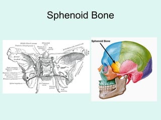 Sphenoid Bone
 