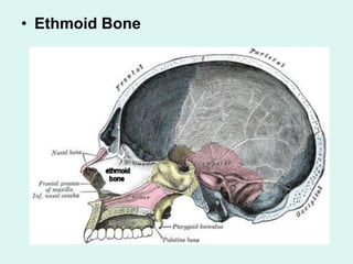 • Ethmoid Bone
 
