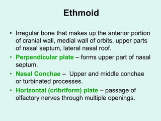 Ethmoid
• Irregular bone that makes up the anterior portion
of cranial wall, medial wall of orbits, upper parts
of nasal septum, lateral nasal roof.
• Perpendicular plate – forms upper part of nasal
septum.
• Nasal Conchae – Upper and middle conchae
or turbinated processes.
• Horizontal (cribriform) plate – passage of
olfactory nerves through multiple openings.
 
