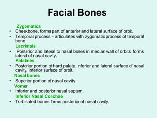 Facial Bones
Zygomatics
• Cheekbone, forms part of anterior and lateral surface of orbit.
• Temporal process – articulates with zygomatic process of temporal
bone.
Lacrimals
• Posterior and lateral to nasal bones in median wall of orbits, forms
lateral of nasal cavity.
Palatines
• Posterior portion of hard palate, inferior and lateral surface of nasal
cavity, inferior surface of orbit.
Nasal bones
• Superior portion of nasal cavity.
Vomer
• Inferior and posterior nasal septum.
Inferior Nasal Conchae
• Turbinated bones forms posterior of nasal cavity.
 
