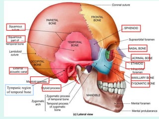 Tympanic region
of temporal bone
 