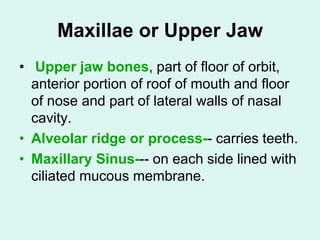 Maxillae or Upper Jaw
• Upper jaw bones, part of floor of orbit,
anterior portion of roof of mouth and floor
of nose and part of lateral walls of nasal
cavity.
• Alveolar ridge or process-- carries teeth.
• Maxillary Sinus--- on each side lined with
ciliated mucous membrane.
 