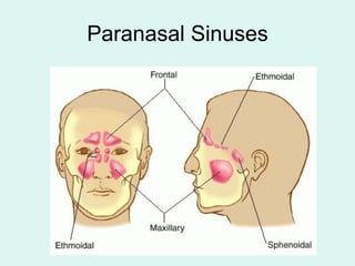 Paranasal Sinuses
 