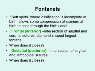 Fontanels
• “Soft spots” where ossification is incomplete at
birth, allows some compression of cranium at
birth to pass through the birth canal.
• Frontal (anterior) –intersection of sagittal and
coronal sutures, diamond shaped largest
fontanel.
• When does it closes?
• Occipital (posterior) – intersection of sagittal
and lambdoidal sutures.
• When does it closes?
 