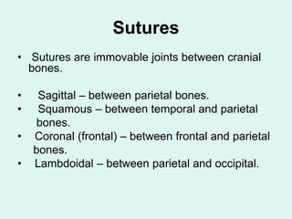 Sutures
• Sutures are immovable joints between cranial
bones.
• Sagittal – between parietal bones.
• Squamous – between temporal and parietal
bones.
• Coronal (frontal) – between frontal and parietal
bones.
• Lambdoidal – between parietal and occipital.
 