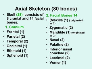 Axial Skeleton (80 bones)
• Skull (28) consists of
8 cranial and 14 facial
bones.
1. Cranium
• Frontal (1)
• Parietal (2)
• Temporal (2)
• Occipital (1)
• Ethmoid (1)
• Sphenoid (1)
2. Facial Bones 14
• (Maxilla (1) ( originated
as 2)
• Zygomatic (2)
• Mandible (1) (originated
as 2)
• Nasal (2)
• Palatine (2)
• Inferior nasal
conchae (2)
• Lacrimal (2)
• Vomer (1)
 