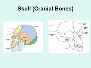 Skull (Cranial Bones)
 