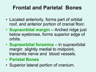 Frontal and Parietal Bones
• Located anteriorly, forms part of orbital
roof, and anterior portion of cranial floor.
• Supraorbital margin – Arched ridge just
below eyebrows, forms superior edge of
orbits.
• Supraorbital foramina – in supraorbital
margin slightly medial to midpoint,
transmits nerve and blood vessels.
• Parietal Bones
• Superior lateral portion of cranium.
 