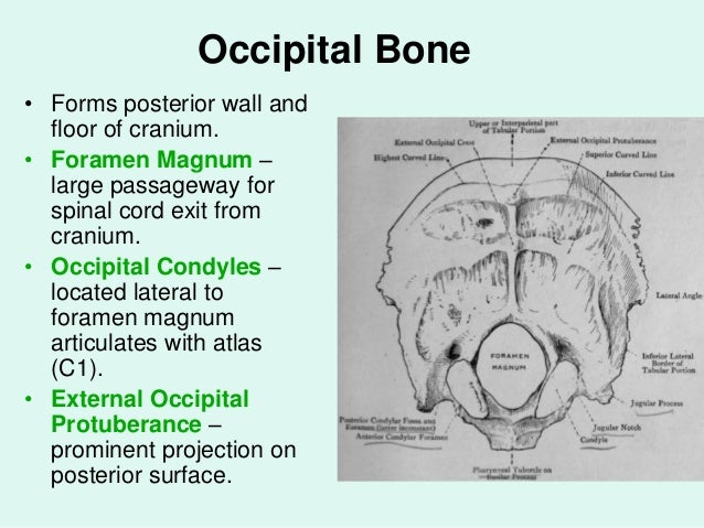division of skeletal system pdf