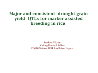 Major and consistent drought grain
  yield QTLs for marker assisted
         breeding in rice



                    Prashant Vikram
               Visiting Research Fellow
         PBGB Division, IRRI, Los Baños, Laguna
 