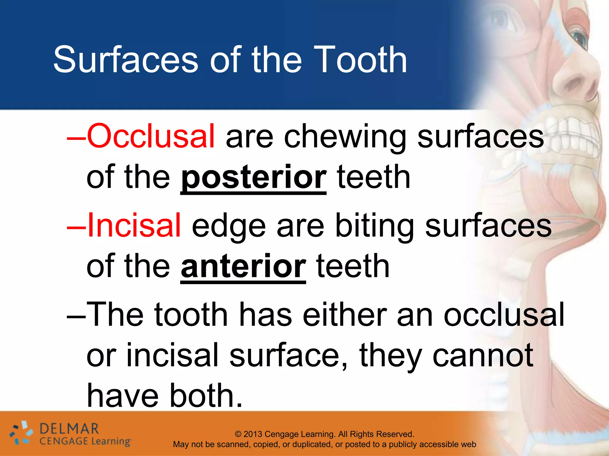 Divisions, surfaces and tissues of the tooth; surrounding structures | PPTX