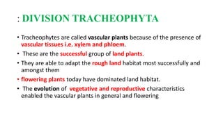 : DIVISION TRACHEOPHYTA
• Tracheophytes are called vascular plants because of the presence of
vascular tissues i.e. xylem and phloem.
• These are the successful group of land plants.
• They are able to adapt the rough land habitat most successfully and
amongst them
• flowering plants today have dominated land habitat.
• The evolution of vegetative and reproductive characteristics
enabled the vascular plants in general and flowering
 