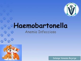 Haemobartonella
Anemia Infecciosa
Solange Vanessa Bojorge
 