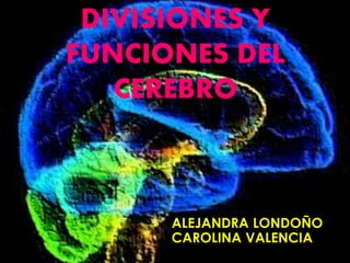 DIVISIONES Y 
FUNCIONES DEL 
CEREBRO 
ALEJANDRA LONDOÑO 
CAROLINA VALENCIA 
 
