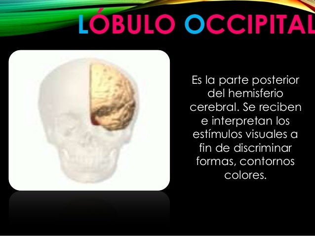 Division y funciones del cerebro