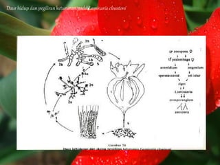 Daur hidup dan pegiliran keturunan pada Laminaria cloustoni
 