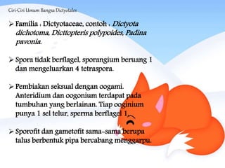 Ciri-Ciri Umum Bangsa Dictyotales
Familia : Dictyotaceae, contoh : Dictyota
dichotoma, Dicttopteris polypoides, Padina
pavonia.
Spora tidak berflagel, sporangium beruang 1
dan mengeluarkan 4 tetraspora.
Pembiakan seksual dengan oogami.
Anteridium dan oogonium terdapat pada
tumbuhan yang berlainan. Tiap ooginium
punya 1 sel telur, sperma berflagel 1.
Sporofit dan gametofit sama-sama berupa
talus berbentuk pipa bercabang menggarpu.
 