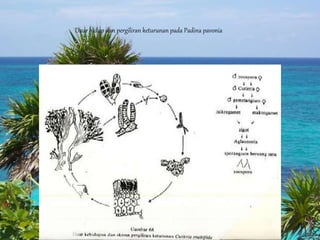 Daur hidup dan pergiliran keturunan pada Padina pavonia
 