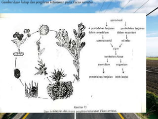 Gambar daur hidup dan pergiliran keturunan pada Fucus serratus
 