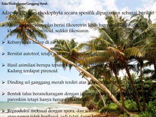 KelasRhodophyceae/Ganggang Merah
Adapun cici-ciri rhodophyta secara spesifik dipaparkan sebagai berikut
 Mengandung kloroplas berisi fikoeretrin lebih banyak dibandingkan
klorofil, ada karotenoid, sedikit fikosianin.
 Kebanyakan hidup di air laut.
 Bersifat autotrof, tetapi ada yang heterotrof.
 Hasil asimilasi berupa tepung floridae dan floridosida serta tetes minyak.
Kadang terdapat pirenoid.
 Dinding sel ganggang merah terdiri atas selulosa dan pektin berlendir .
 Bentuk talus beranekaragam dengan jaringan tubuh yang belum bersifat
parenkim tetapi hanya berupa plektenkim.
 Reproduksi aseksual dengan spora, dan seksual dengan cara oogami. Spora
 