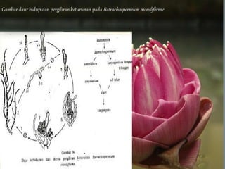 Gambar daur hidup dan pergiliran keturunan pada Batrachospermum moniliforme
 